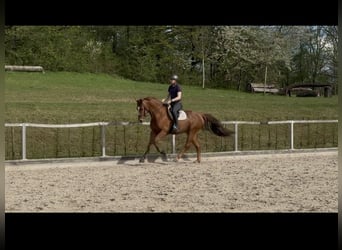 Deutsches Sportpferd, Wallach, 4 Jahre, 169 cm, Fuchs