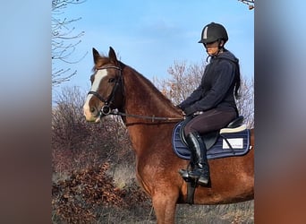 Deutsches Sportpferd, Wallach, 4 Jahre, 169 cm, Hellbrauner