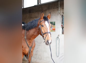 Deutsches Sportpferd, Wallach, 4 Jahre, 169 cm, Hellbrauner