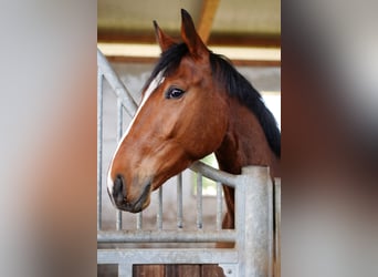 Deutsches Sportpferd, Wallach, 4 Jahre, 169 cm, Hellbrauner