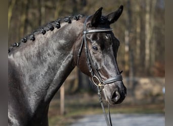 Deutsches Sportpferd, Wallach, 4 Jahre, 169 cm, Rappe