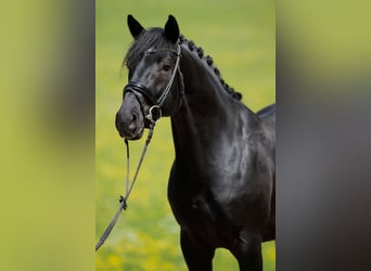 Deutsches Sportpferd, Wallach, 4 Jahre, 169 cm, Rappe