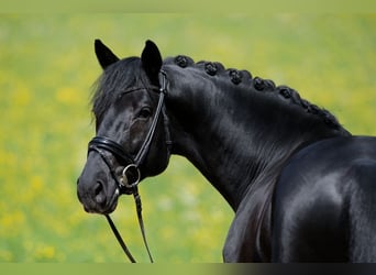 Deutsches Sportpferd, Wallach, 4 Jahre, 169 cm, Rappe