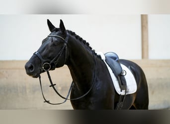 Deutsches Sportpferd, Wallach, 4 Jahre, 169 cm, Rappe