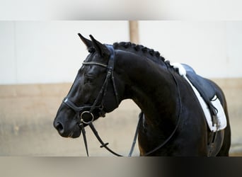 Deutsches Sportpferd, Wallach, 4 Jahre, 169 cm, Rappe