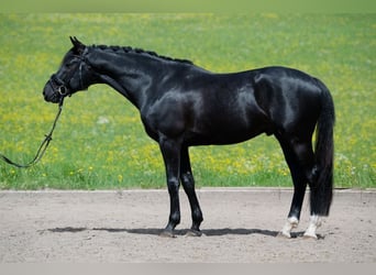 Deutsches Sportpferd, Wallach, 4 Jahre, 169 cm, Rappe