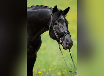 Deutsches Sportpferd, Wallach, 4 Jahre, 169 cm, Rappe