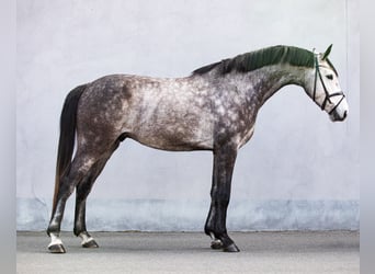 Deutsches Sportpferd, Wallach, 4 Jahre, 169 cm, Schimmel