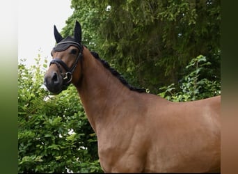 Deutsches Sportpferd, Wallach, 4 Jahre, 170 cm, Brauner