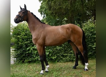 Deutsches Sportpferd, Wallach, 4 Jahre, 170 cm, Brauner