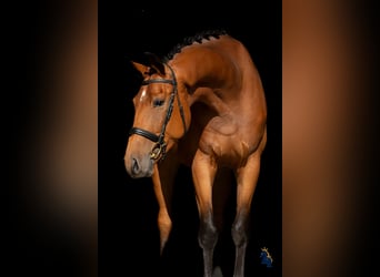 Deutsches Sportpferd, Wallach, 4 Jahre, 170 cm, Brauner