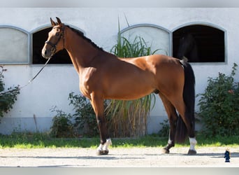 Deutsches Sportpferd, Wallach, 4 Jahre, 170 cm, Brauner