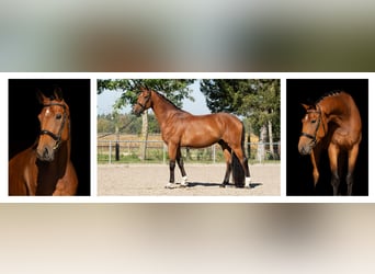 Deutsches Sportpferd, Wallach, 4 Jahre, 170 cm, Brauner