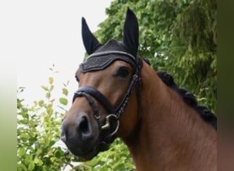 Deutsches Sportpferd, Wallach, 4 Jahre, 170 cm, Brauner