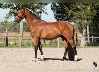 Deutsches Sportpferd, Wallach, 4 Jahre, 170 cm, Brauner
