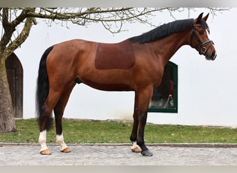 Deutsches Sportpferd, Wallach, 4 Jahre, 170 cm, Brauner