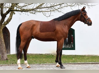 Deutsches Sportpferd, Wallach, 4 Jahre, 170 cm, Brauner