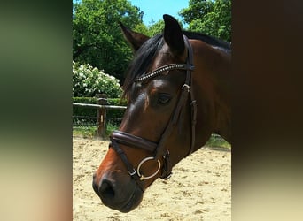 Deutsches Sportpferd, Wallach, 4 Jahre, 170 cm, Brauner