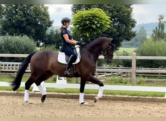 Deutsches Sportpferd, Wallach, 4 Jahre, 170 cm, Brauner