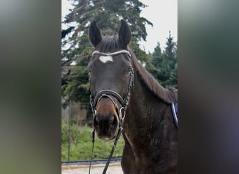 Deutsches Sportpferd, Wallach, 4 Jahre, 170 cm, Brauner