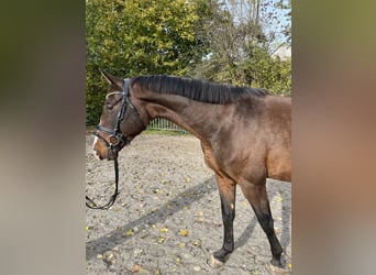 Deutsches Sportpferd, Wallach, 4 Jahre, 170 cm, Brauner