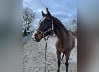 Deutsches Sportpferd, Wallach, 4 Jahre, 170 cm, Brauner