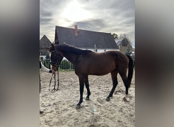 Deutsches Sportpferd, Wallach, 4 Jahre, 170 cm, Brauner