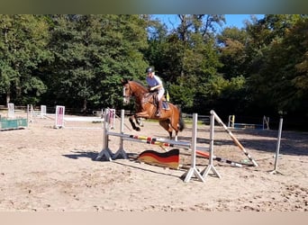 Deutsches Sportpferd, Wallach, 4 Jahre, 170 cm, Brauner