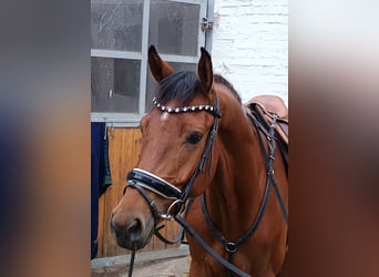 Deutsches Sportpferd, Wallach, 4 Jahre, 170 cm, Brauner