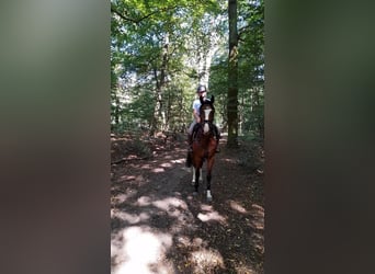 Deutsches Sportpferd, Wallach, 4 Jahre, 170 cm, Brauner