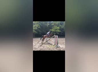 Deutsches Sportpferd, Wallach, 4 Jahre, 170 cm, Brauner
