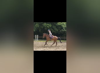 Deutsches Sportpferd, Wallach, 4 Jahre, 170 cm, Brauner