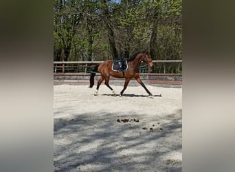 Deutsches Sportpferd, Wallach, 4 Jahre, 170 cm, Brauner