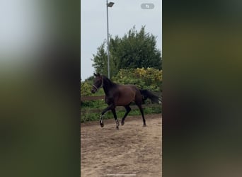 Deutsches Sportpferd, Wallach, 4 Jahre, 170 cm, Dunkelbrauner