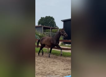 Deutsches Sportpferd, Wallach, 4 Jahre, 170 cm, Dunkelbrauner