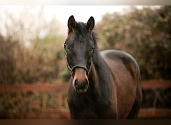 Deutsches Sportpferd, Wallach, 4 Jahre, 170 cm, Dunkelbrauner