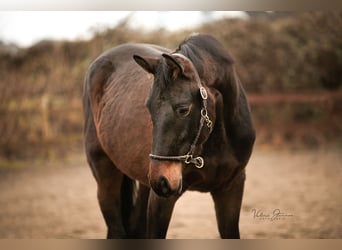 Deutsches Sportpferd, Wallach, 4 Jahre, 170 cm, Dunkelbrauner