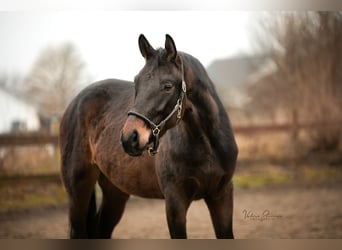 Deutsches Sportpferd, Wallach, 4 Jahre, 170 cm, Dunkelbrauner