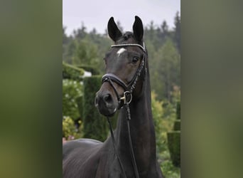Deutsches Sportpferd, Wallach, 4 Jahre, 170 cm, Dunkelbrauner