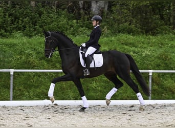 Deutsches Sportpferd, Wallach, 4 Jahre, 170 cm, Dunkelbrauner
