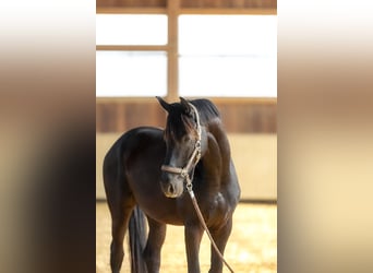 Deutsches Sportpferd, Wallach, 4 Jahre, 170 cm, Dunkelbrauner