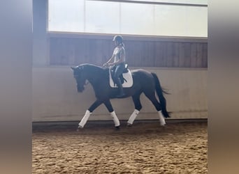 Deutsches Sportpferd, Wallach, 4 Jahre, 170 cm, Dunkelbrauner