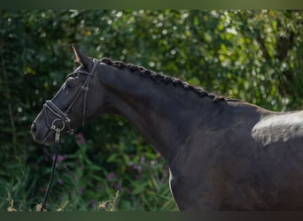 Deutsches Sportpferd, Wallach, 4 Jahre, 170 cm, Dunkelbrauner