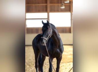 Deutsches Sportpferd, Wallach, 4 Jahre, 170 cm, Dunkelbrauner