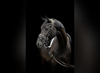 Deutsches Sportpferd, Wallach, 4 Jahre, 170 cm, Dunkelbrauner
