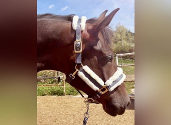 Deutsches Sportpferd, Wallach, 4 Jahre, 170 cm, Dunkelbrauner