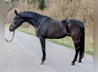 Deutsches Sportpferd, Wallach, 4 Jahre, 170 cm, Dunkelbrauner