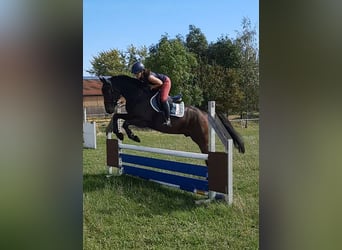 Deutsches Sportpferd, Wallach, 4 Jahre, 170 cm, Dunkelbrauner