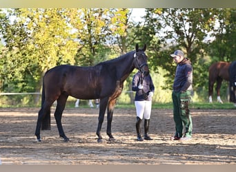 Deutsches Sportpferd, Wallach, 4 Jahre, 170 cm, Dunkelbrauner
