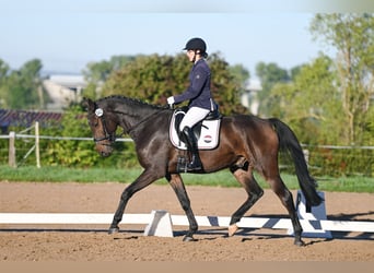 Deutsches Sportpferd, Wallach, 4 Jahre, 170 cm, Dunkelbrauner